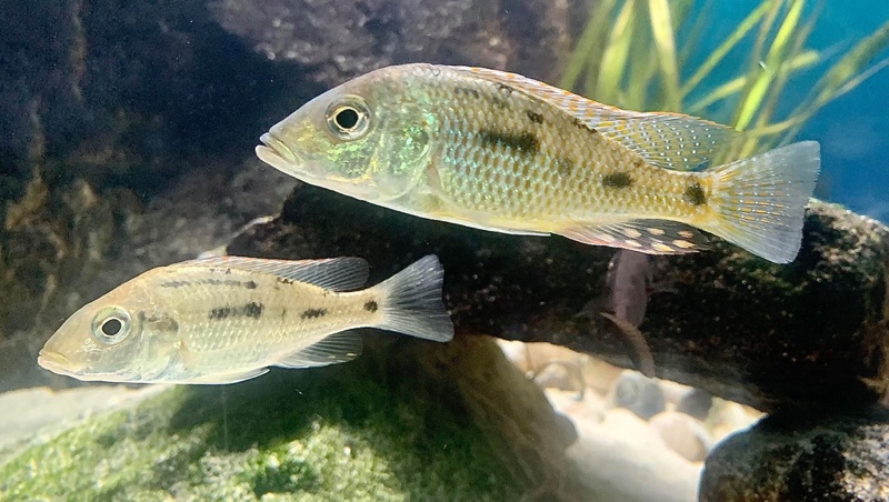 Lethrinops chilingali 'Lake Chilingali'